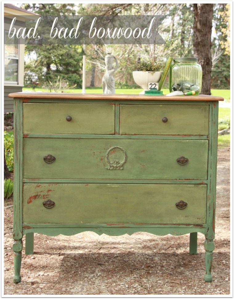 bad boxwood
