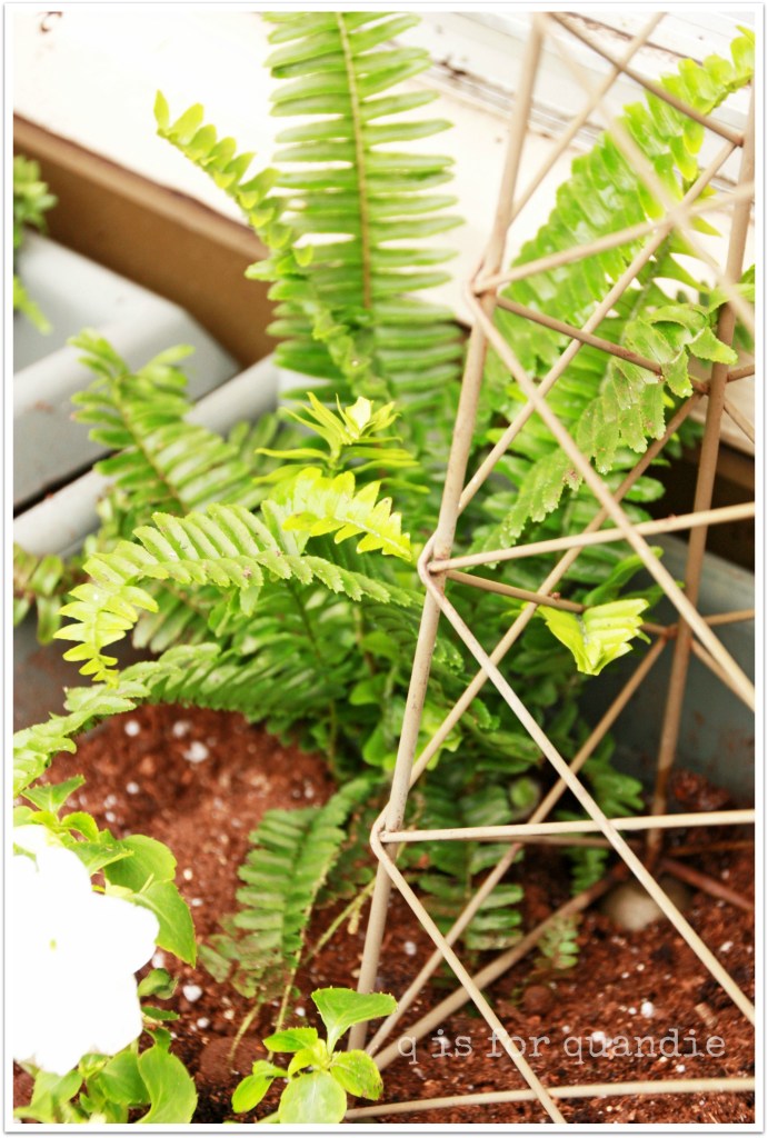 spring window box fern