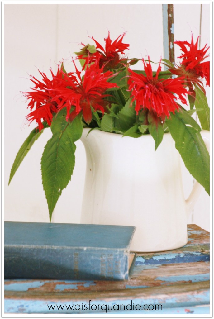 photo studio bee balm