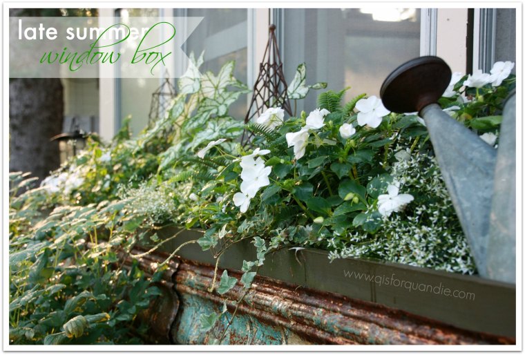 late summer window box 2