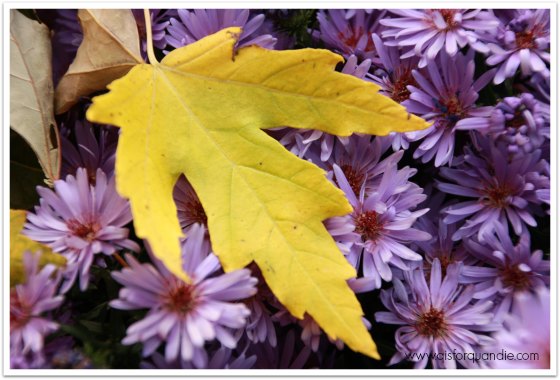 fall asters