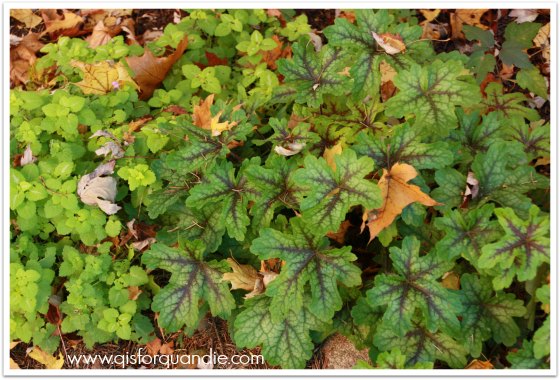 fall heucherella