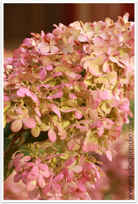 fall hydrangea