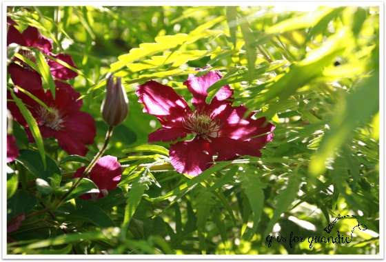 tiger eye and clematis
