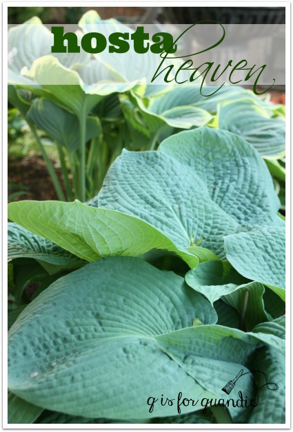 hosta heaven