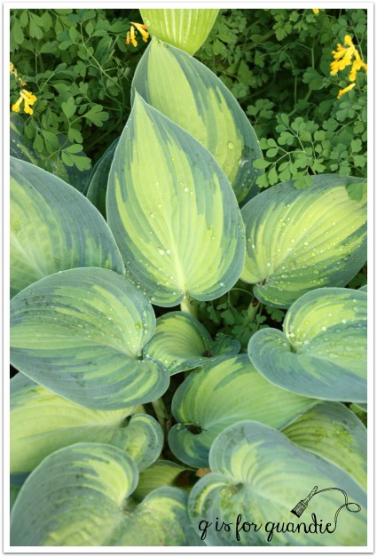 hosta June