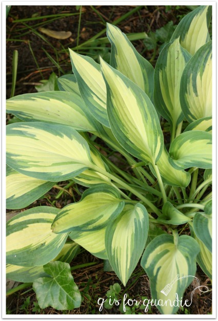 hosta lakeside dragonfly