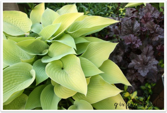 hosta May