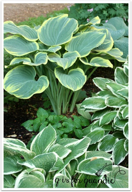 hosta upright