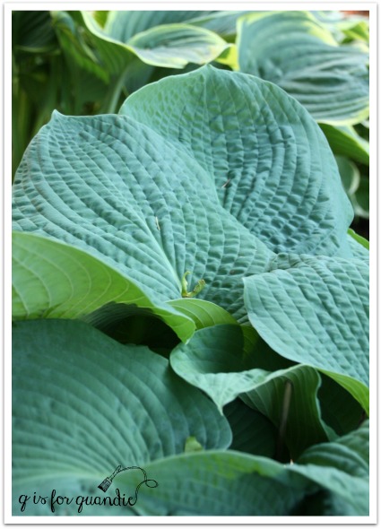 hosta with puckered leaves