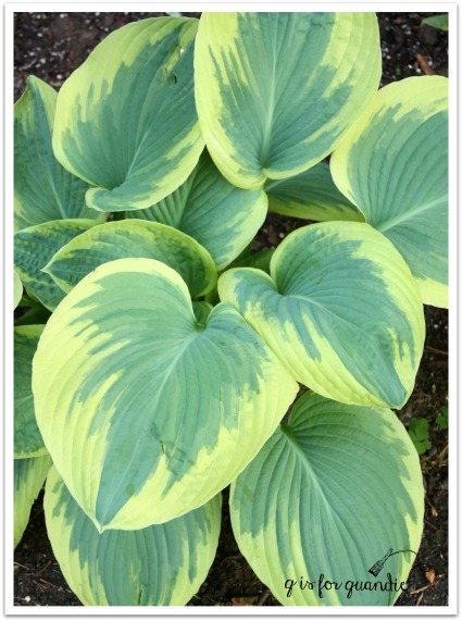 hosta