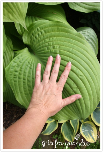 sum and substance leaf