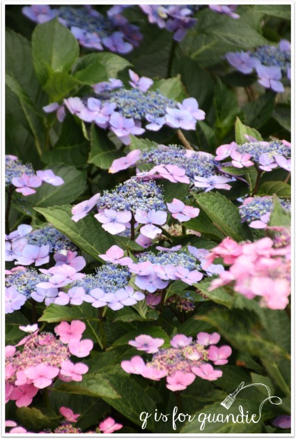 hydrangea lacecap