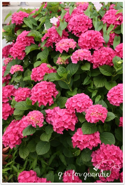 hydrangea pink