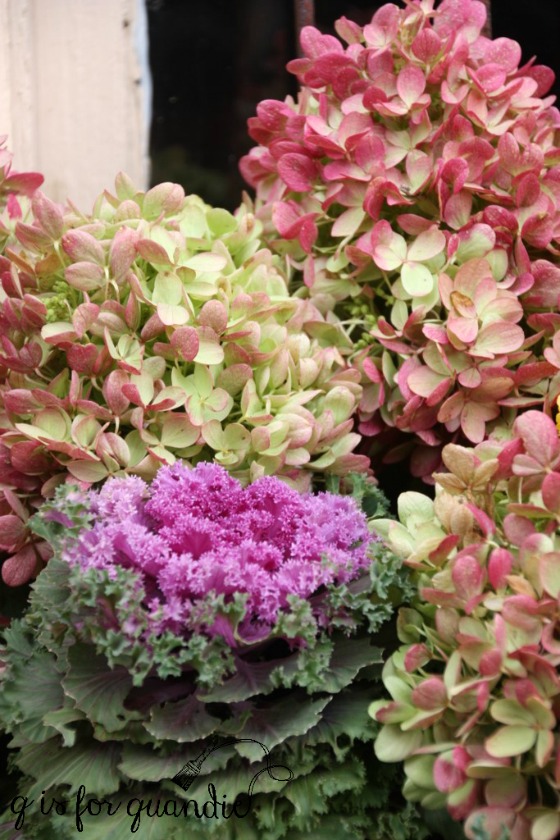 fall-kale-and-hydrangea