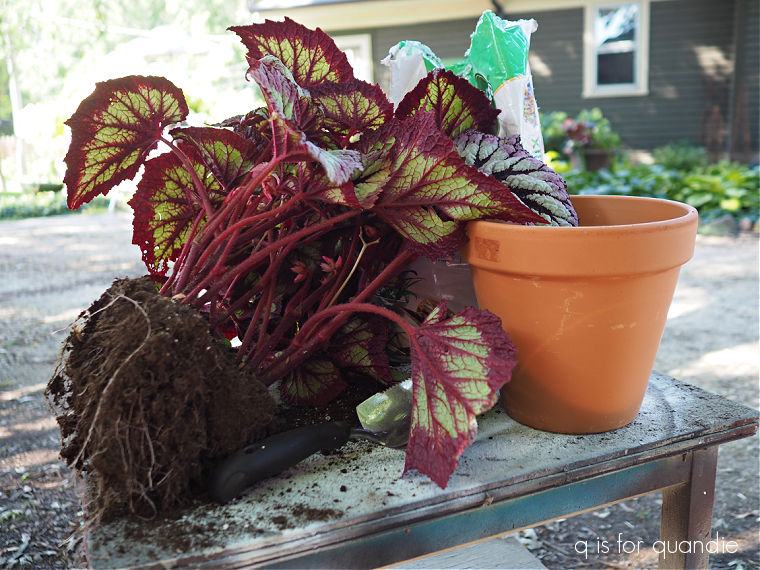 q is for quandie – Page 2 – from a vintage vantagepoint.