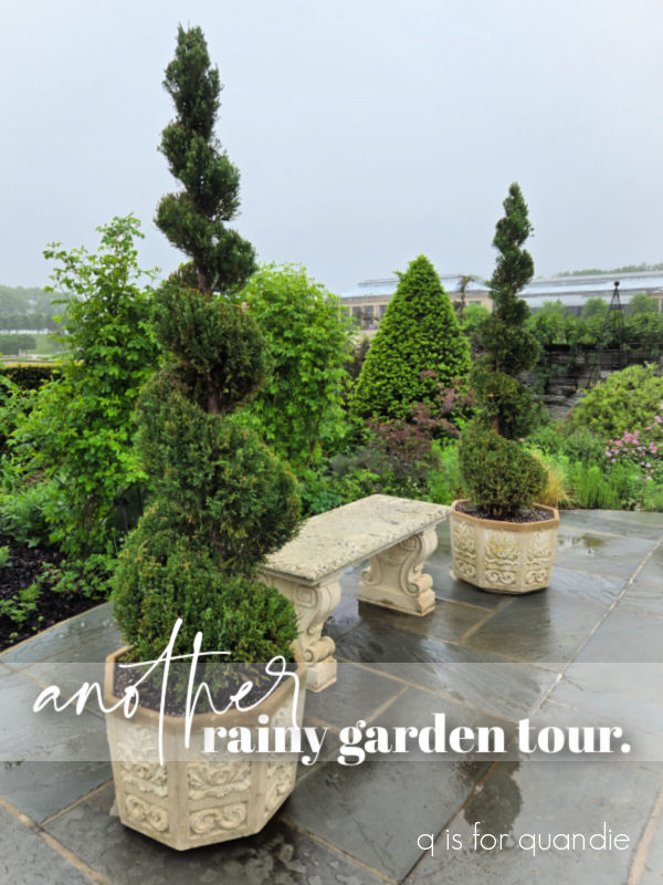 another rainy garden tour. – q is for quandie